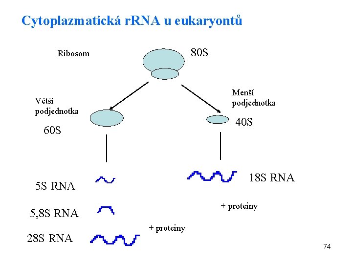 Cytoplazmatická r. RNA u eukaryontů 80 S Ribosom Menší podjednotka Větší podjednotka 40 S