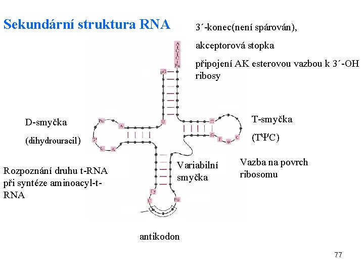 Sekundární struktura RNA 3´-konec(není spárován), akceptorová stopka připojení AK esterovou vazbou k 3´-OH ribosy