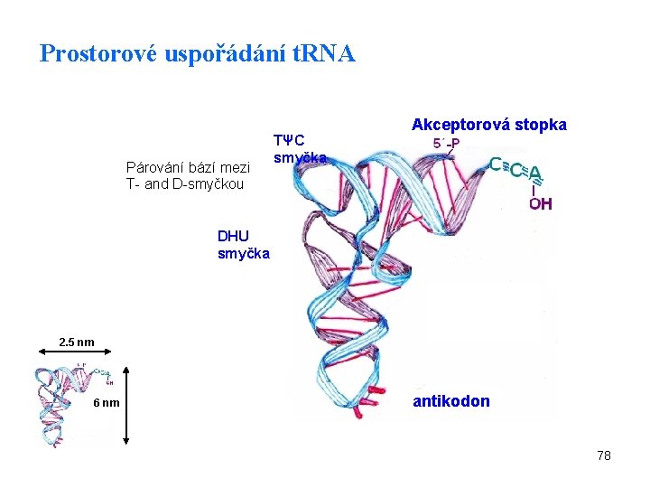 Prostorové uspořádání t. RNA Párování bází mezi T- and D-smyčkou TΨC smyčka Akceptorová stopka