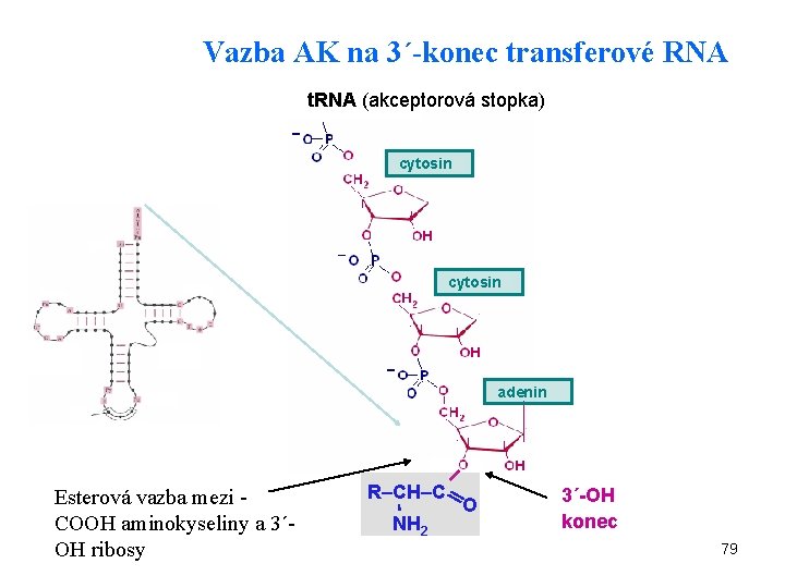 Vazba AK na 3´-konec transferové RNA t. RNA (akceptorová stopka) cytosin adenin Esterová vazba