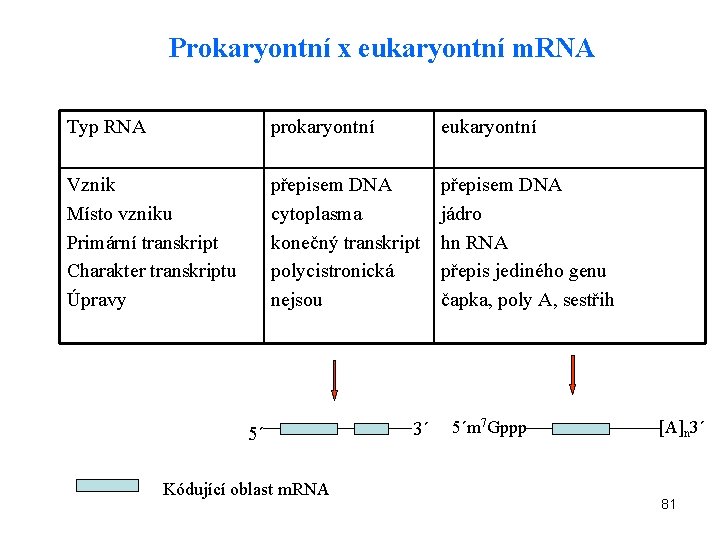 Prokaryontní x eukaryontní m. RNA Typ RNA prokaryontní eukaryontní Vznik Místo vzniku Primární transkript
