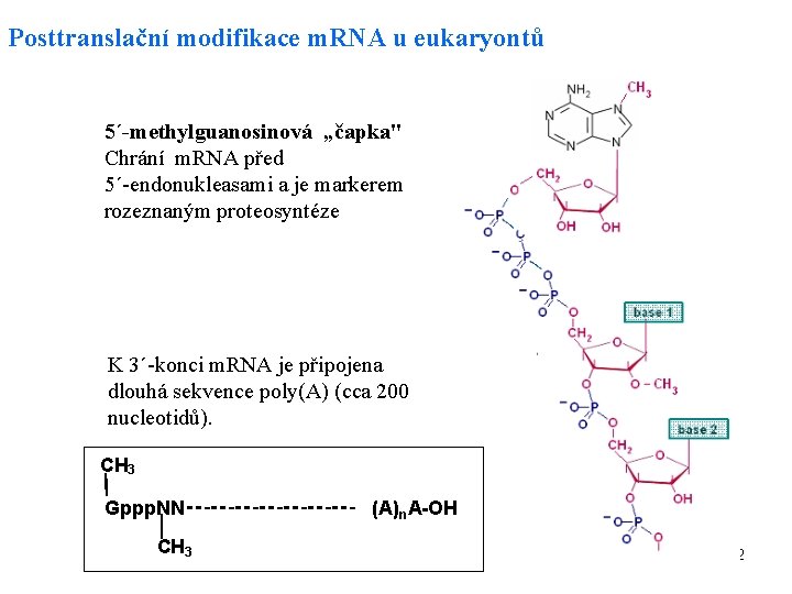 Posttranslační modifikace m. RNA u eukaryontů 5´-methylguanosinová „čapka" Chrání m. RNA před 5´-endonukleasami a
