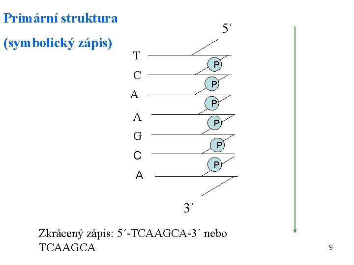 Primární struktura (symbolický zápis) 5´ T P C P A P G P C