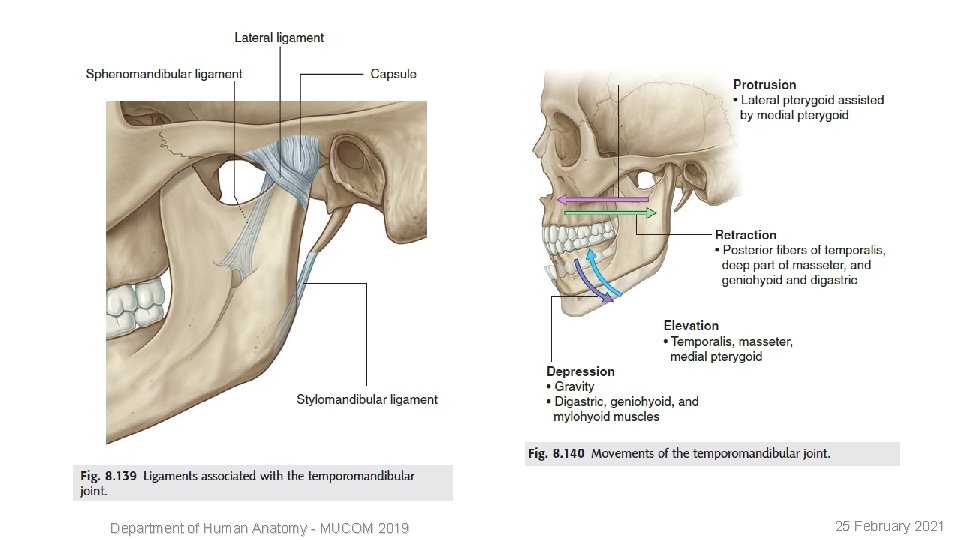 10 Department of Human Anatomy - MUCOM 2019 25 February 2021 