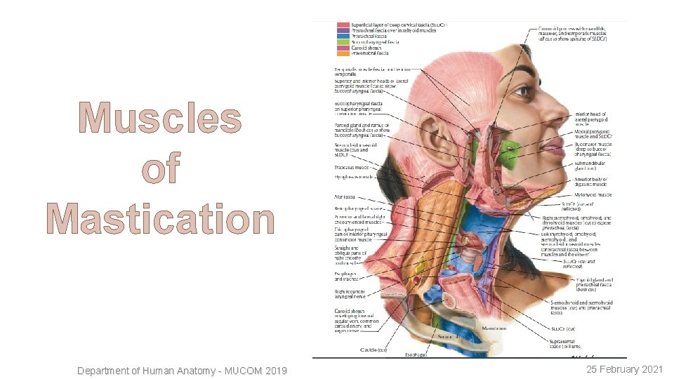 14 Muscles of Mastication Department of Human Anatomy - MUCOM 2019 25 February 2021