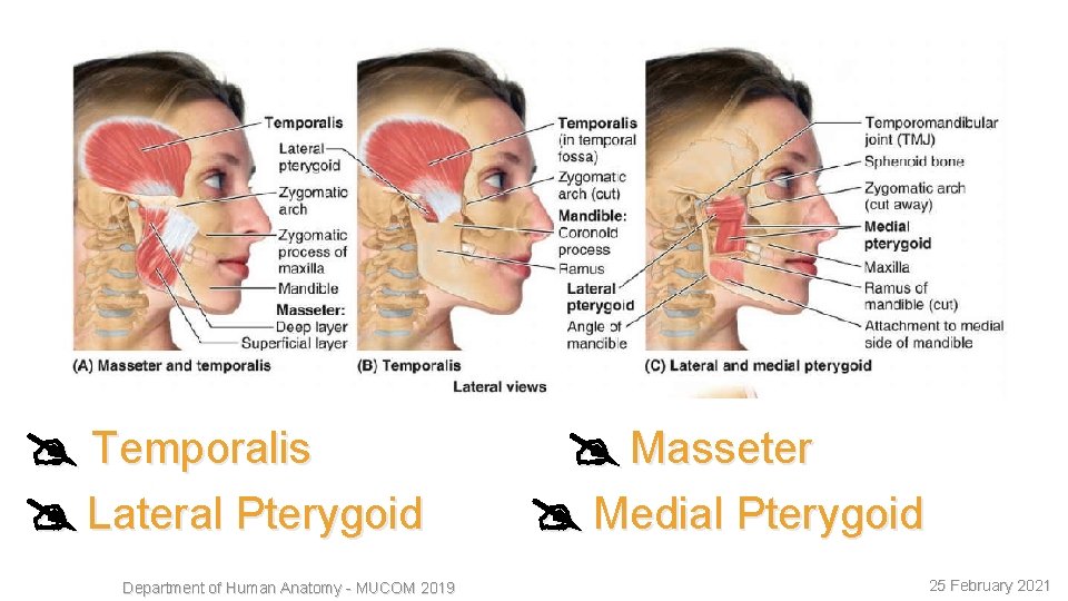 15 Temporalis Lateral Pterygoid Department of Human Anatomy - MUCOM 2019 Masseter Medial Pterygoid