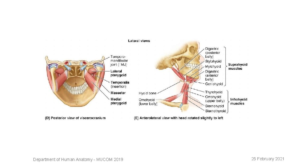 16 Department of Human Anatomy - MUCOM 2019 25 February 2021 
