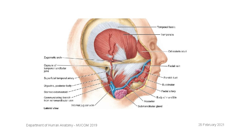 18 Department of Human Anatomy - MUCOM 2019 25 February 2021 