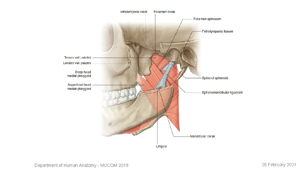 21 Department of Human Anatomy - MUCOM 2019 25 February 2021 