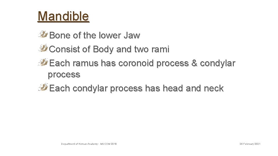 Mandible Bone of the lower Jaw Consist of Body and two rami 3 Each
