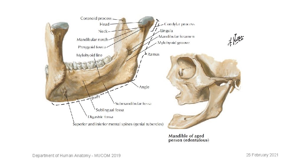 5 Department of Human Anatomy - MUCOM 2019 25 February 2021 