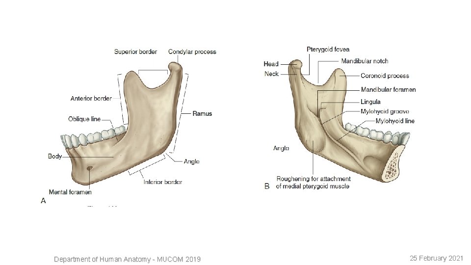 6 Department of Human Anatomy - MUCOM 2019 25 February 2021 