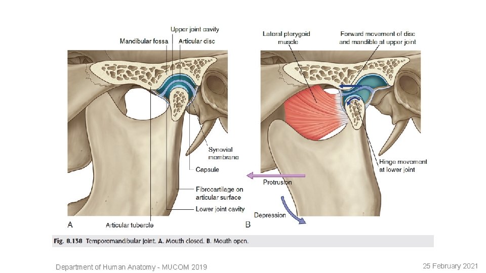 8 Department of Human Anatomy - MUCOM 2019 25 February 2021 