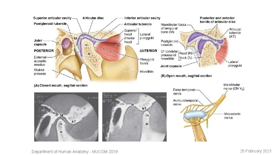 9 Department of Human Anatomy - MUCOM 2019 25 February 2021 