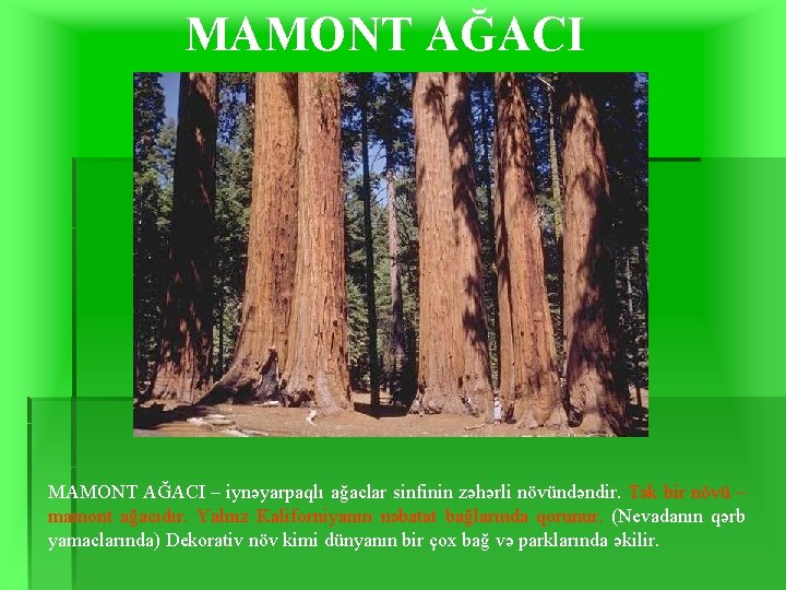 MAMONT AĞACI – iynəyarpaqlı ağaclar sinfinin zəhərli növündəndir. Tək bir növü – mamont ağacıdır.