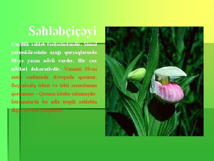 Səhləbçiçəyi Çoxillik səhləb fəsiləsindəndir. Şimal yarımkürəsinin aşağı qurşaqlarında 50 -yə yaxın növü vardır. Bir