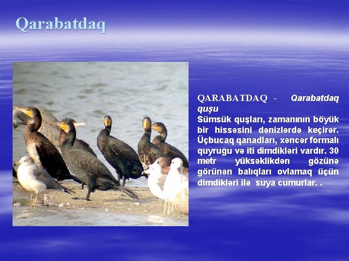 Qarabatdaq QARABATDAQ - Qarabatdaq quşu Sümsük quşları, zamanının böyük bir hissəsini dənizlərdə keçirər. Üçbucaq