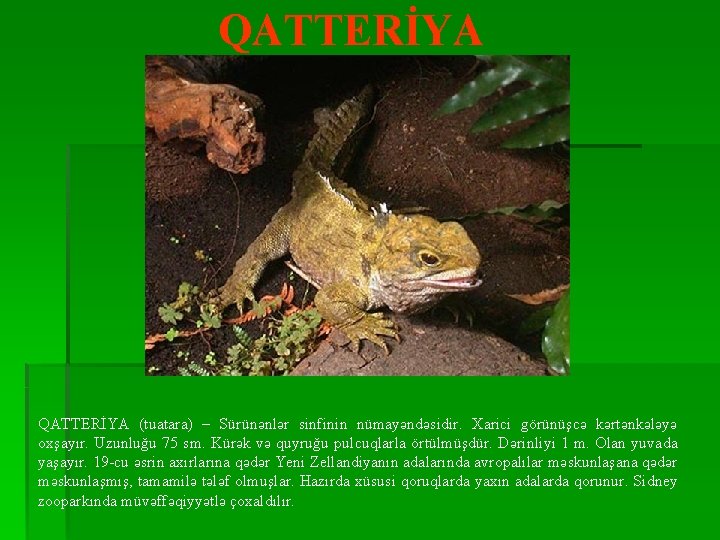 QATTERİYA (tuatara) – Sürünənlər sinfinin nümayəndəsidir. Xarici görünüşcə kərtənkələyə oxşayır. Uzunluğu 75 sm. Kürək