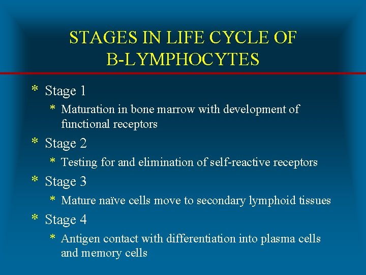 STAGES IN LIFE CYCLE OF B-LYMPHOCYTES * Stage 1 * Maturation in bone marrow