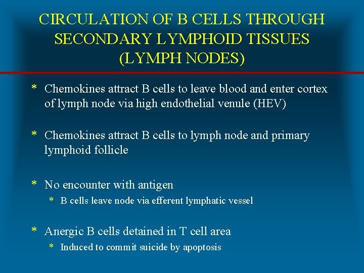 CIRCULATION OF B CELLS THROUGH SECONDARY LYMPHOID TISSUES (LYMPH NODES) * Chemokines attract B