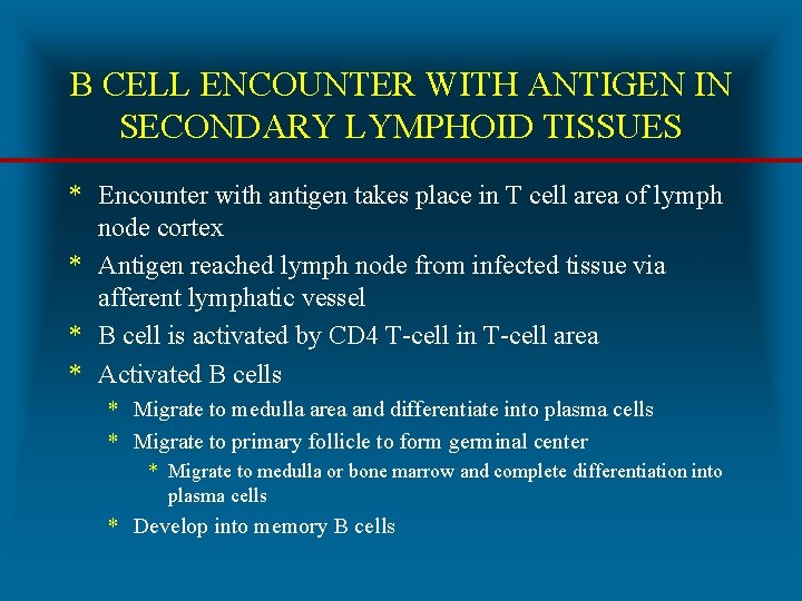 B CELL ENCOUNTER WITH ANTIGEN IN SECONDARY LYMPHOID TISSUES * Encounter with antigen takes