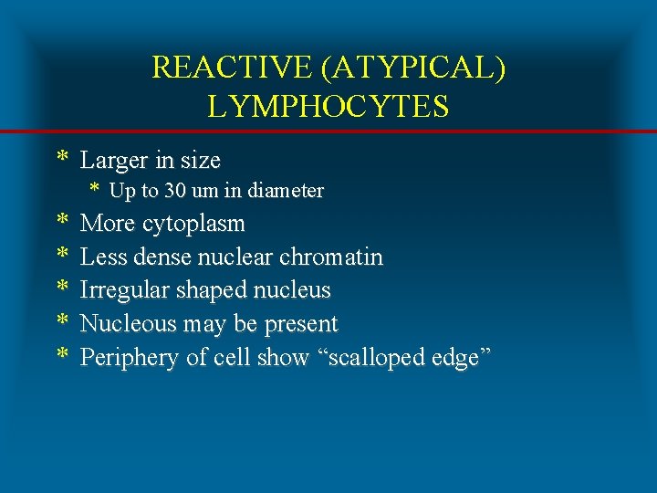 REACTIVE (ATYPICAL) LYMPHOCYTES * Larger in size * Up to 30 um in diameter