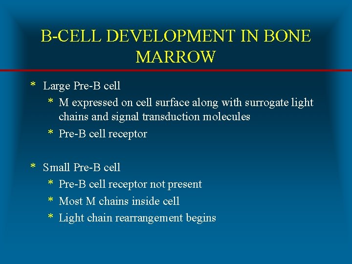 B-CELL DEVELOPMENT IN BONE MARROW * Large Pre-B cell * M expressed on cell