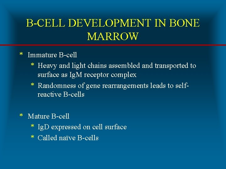 B-CELL DEVELOPMENT IN BONE MARROW * Immature B-cell * Heavy and light chains assembled