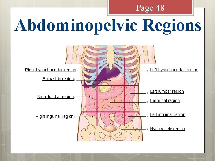 Page 48 Abdominopelvic Regions Right hypochondriac region Left hypochondriac region Epigastric region Left lumbar