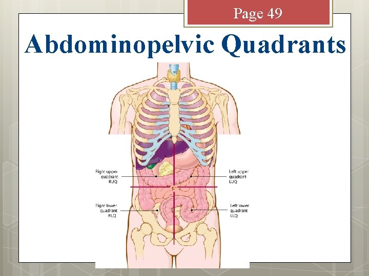 Page 49 Abdominopelvic Quadrants 