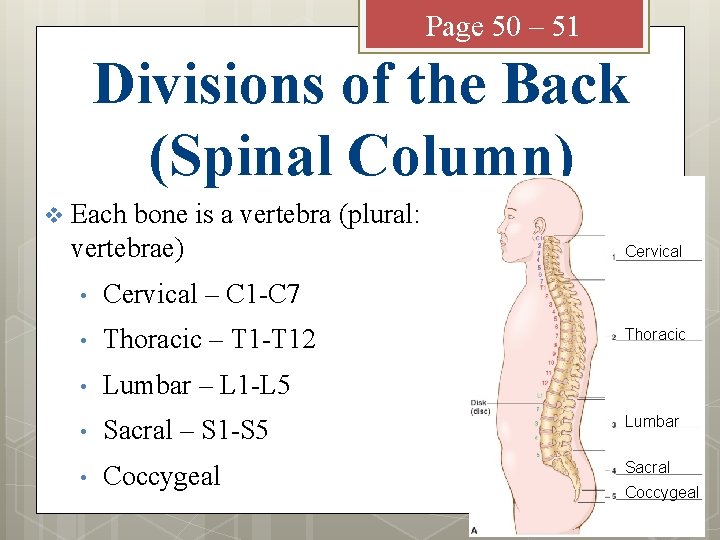 Page 50 – 51 Divisions of the Back (Spinal Column) v Each bone is
