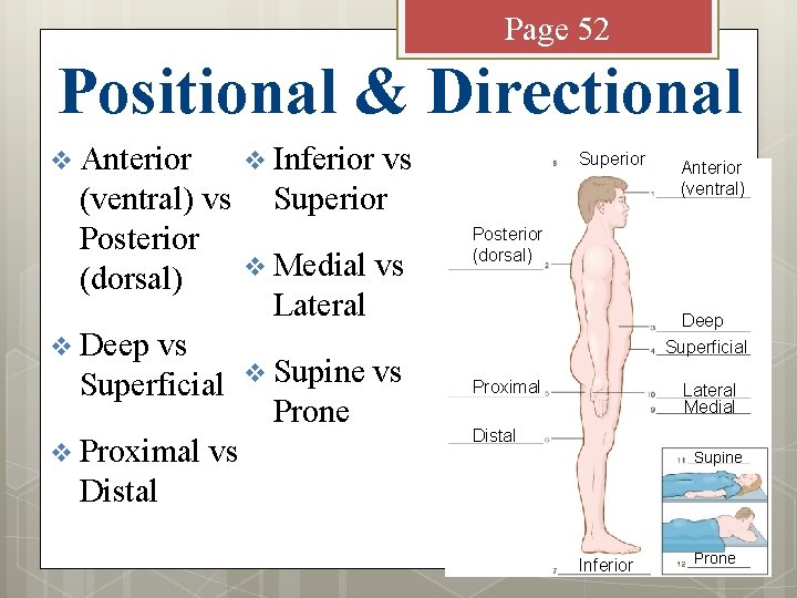Page 52 Positional & Directional v Anterior v Inferior (ventral) vs Posterior (dorsal) v
