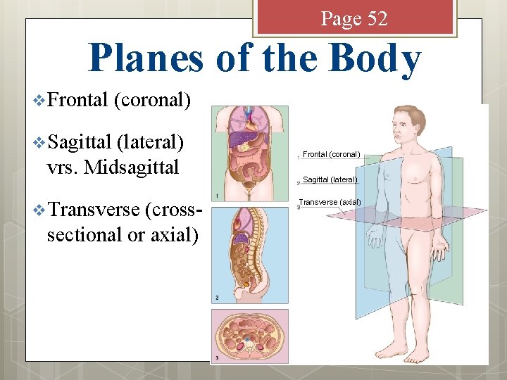 Page 52 Planes of the Body v Frontal (coronal) v Sagittal (lateral) vrs. Midsagittal