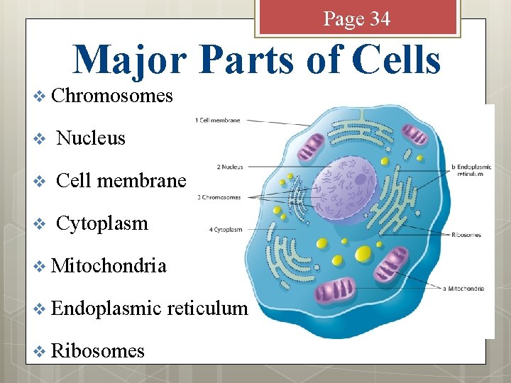 Page 34 Major Parts of Cells v Chromosomes v Nucleus v Cell membrane v