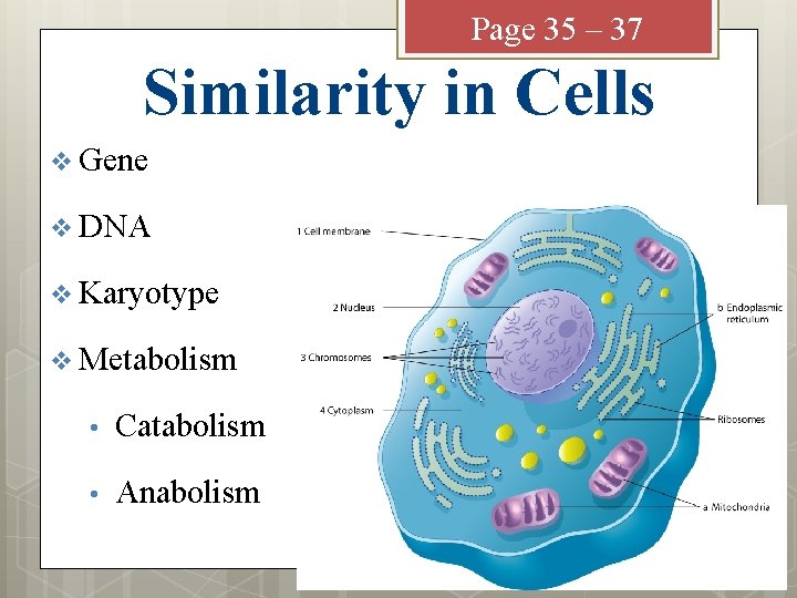 Page 35 – 37 Similarity in Cells v Gene v DNA v Karyotype v