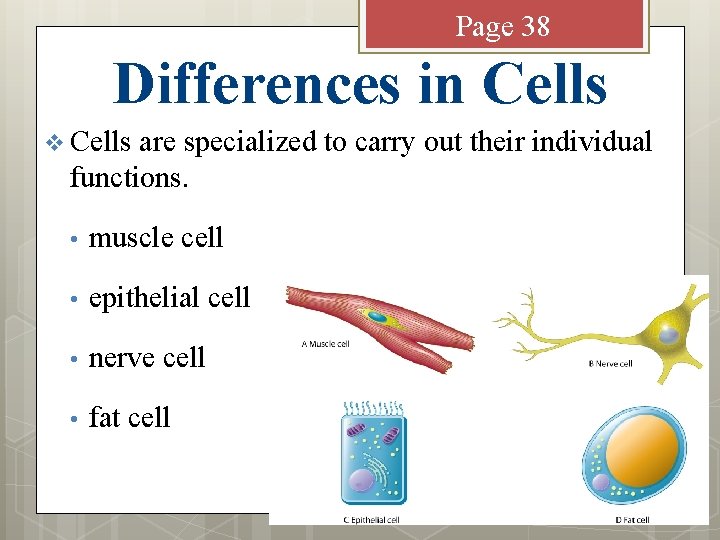 Page 38 Differences in Cells v Cells are specialized to carry out their individual