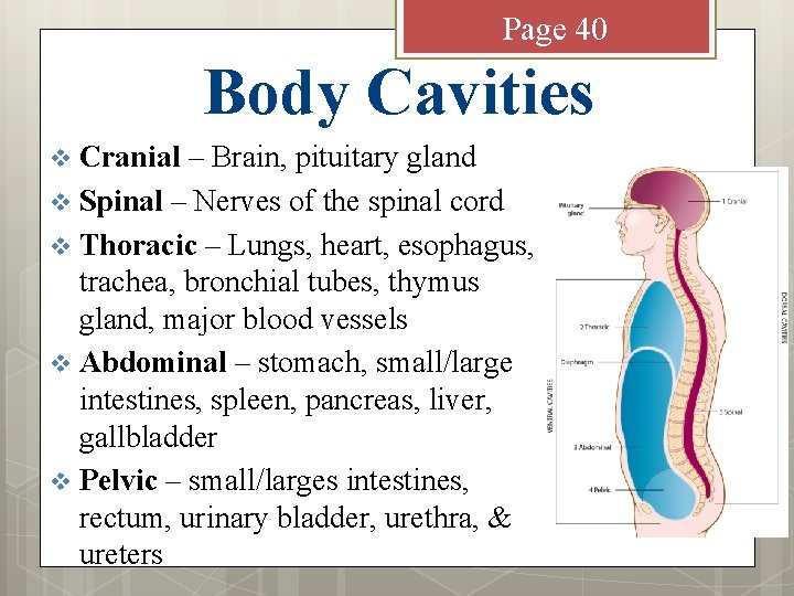 Page 40 Body Cavities Cranial – Brain, pituitary gland v Spinal – Nerves of