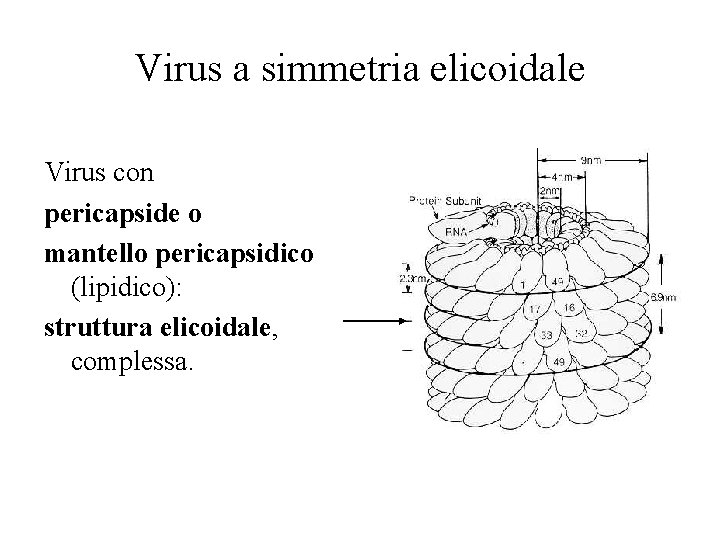 Virus a simmetria elicoidale Virus con pericapside o mantello pericapsidico (lipidico): struttura elicoidale, complessa.