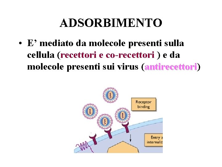 ADSORBIMENTO • E’ mediato da molecole presenti sulla cellula (recettori e co-recettori ) e