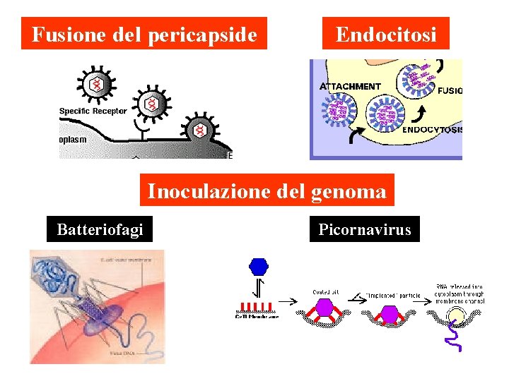 Fusione del pericapside Endocitosi Inoculazione del genoma Batteriofagi Picornavirus 