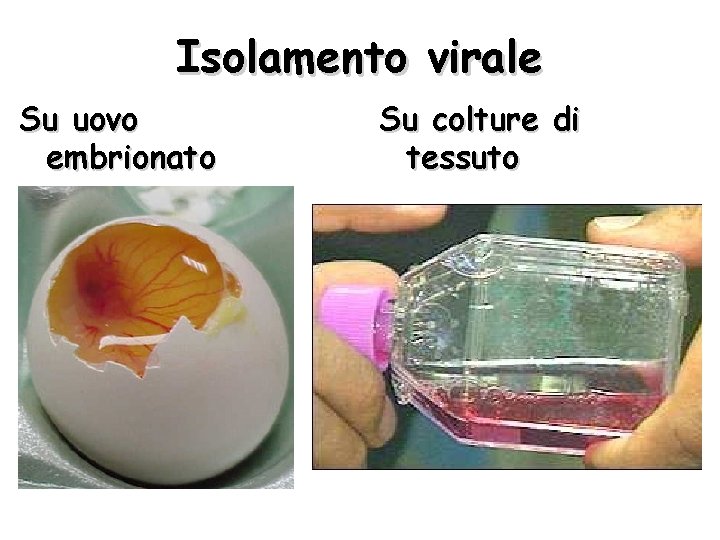 Isolamento virale Su uovo embrionato Su colture di tessuto 