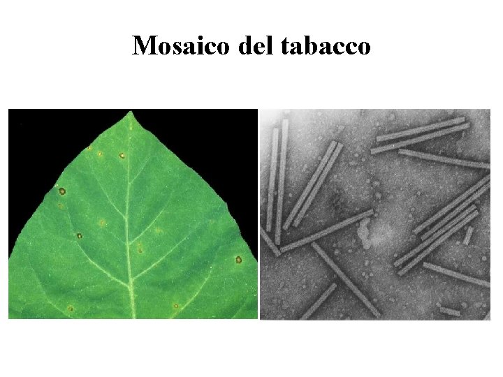 Mosaico del tabacco 