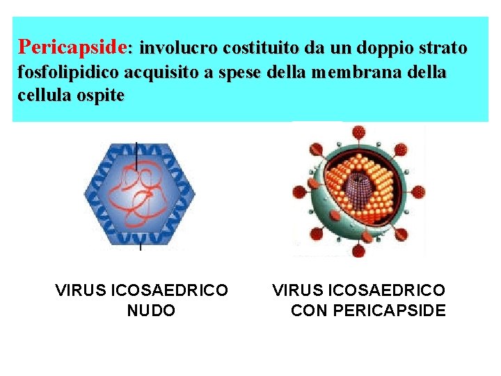 Pericapside: involucro costituito da un doppio strato fosfolipidico acquisito a spese della membrana della