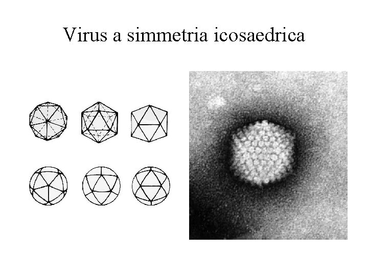 Virus a simmetria icosaedrica 