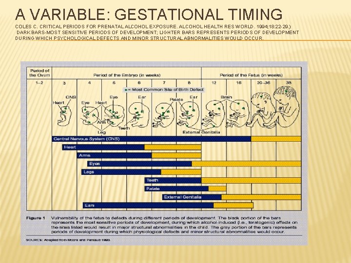 A VARIABLE: GESTATIONAL TIMING COLES C. CRITICAL PERIODS FOR PRENATAL ALCOHOL EXPOSURE. ALCOHOL HEALTH