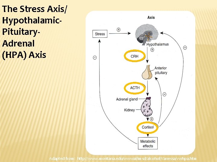 The Stress Axis/ Hypothalamic. Pituitary. Adrenal (HPA) Axis Adapted from: http: //www. montana. edu/wwwai/imsd/alcohol/Vanessa/vwhpa.