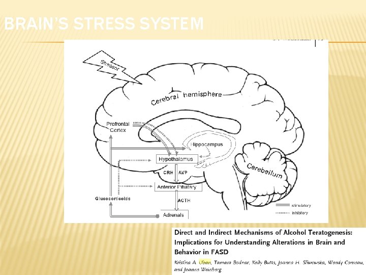 BRAIN’S STRESS SYSTEM 