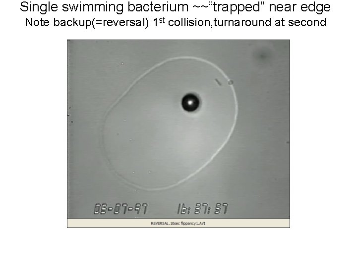 Single swimming bacterium ~~”trapped” near edge Note backup(=reversal) 1 st collision, turnaround at second
