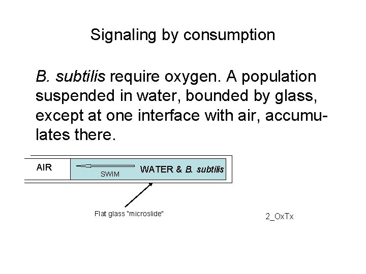 Signaling by consumption B. subtilis require oxygen. A population suspended in water, bounded by