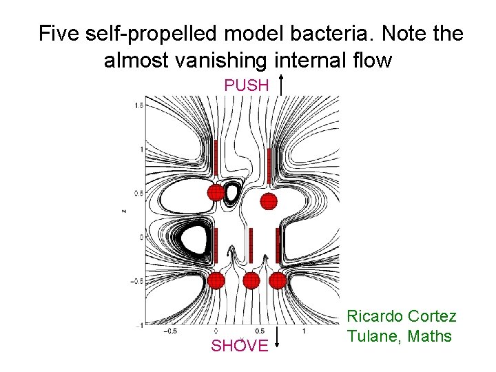 Five self-propelled model bacteria. Note the almost vanishing internal flow PUSH SHOVE Ricardo Cortez